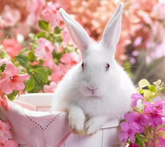 Кролик-в-цветах