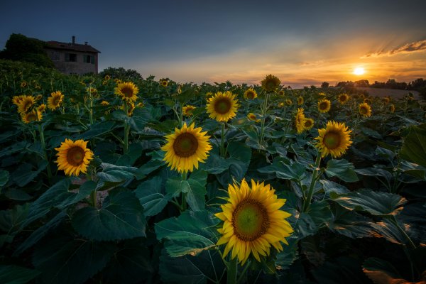 Leto-podsolnukhi-tsvety-zheltye-mnogo-podsolnechnik-plantats