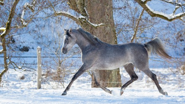 Обои конь лошадь бег зима