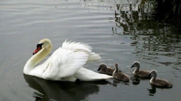 file_89190982