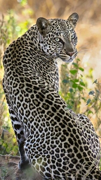 file_96914630