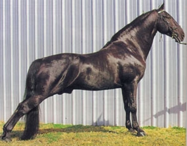 Теннессийская прогулочная порода лошадей (3)