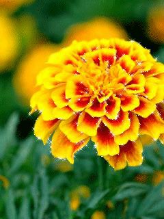 file_76823851