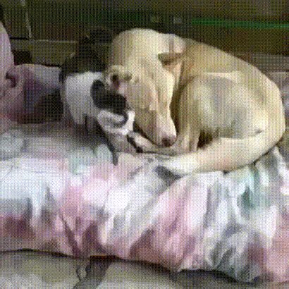 Милота)