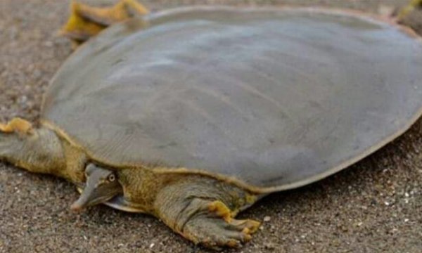 Мягкотелая черепаха Свайно