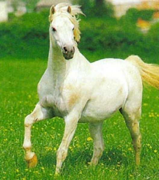 Уэльский горный пони (5)