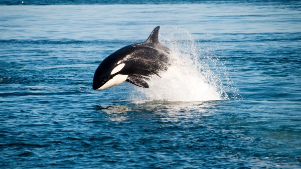Whales and dolphins premium 2
