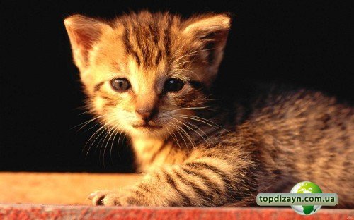 file_61218871