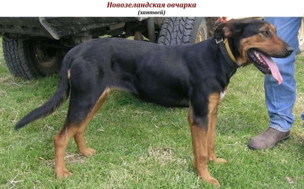 Новозеландская овчарка (хантвей)