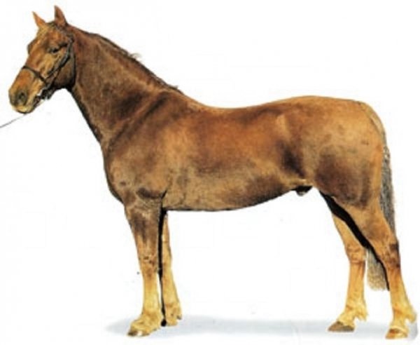 Уэльский коб (3)