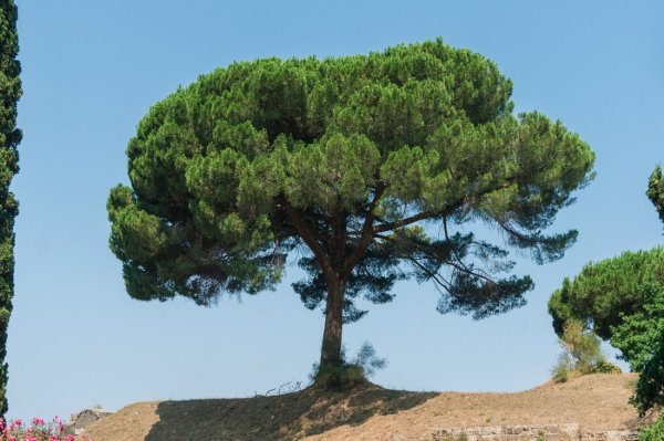 Пиния (Сосна пиния, Сосна итальянская, Pinus pinea)