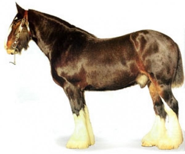 Шайрская порода лошадей (2)