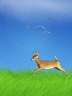 deer 3b8brh4a