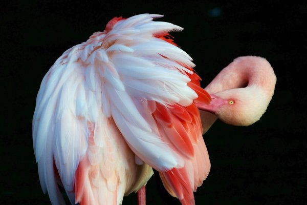Фламинго