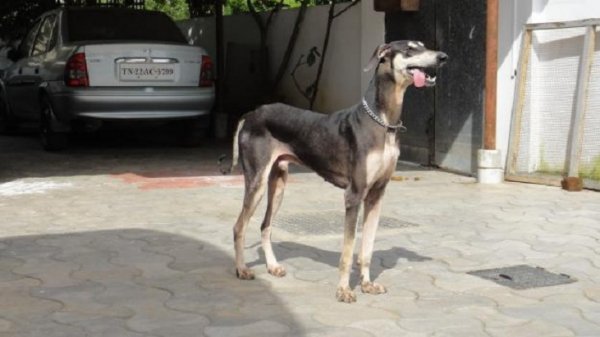 Индийская борзая Канни (3)