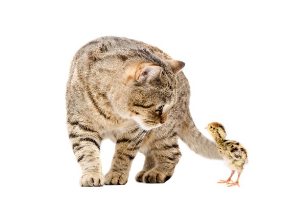 Cats Chickens White background Two 512490 4500x3000