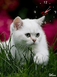 Белый котенок