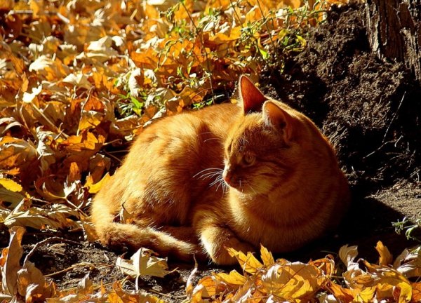 Кот и осенние листья (29)