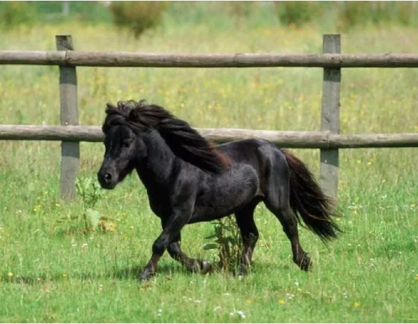 Фалабелла (4)