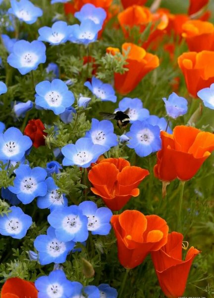 Лён.. Маки.. Полянка!