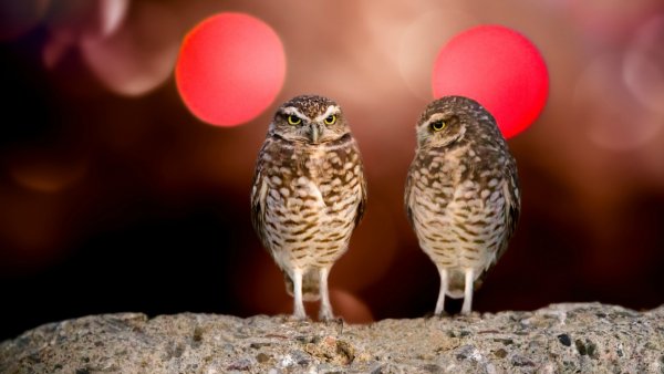 sovy-pticy-veselye-diskoteka