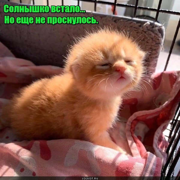 neprosnutoye-solnyshko 1608199982