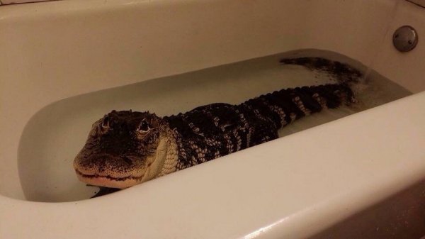 Чебурашка обещал спинку потереть