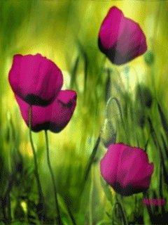 file_46711076