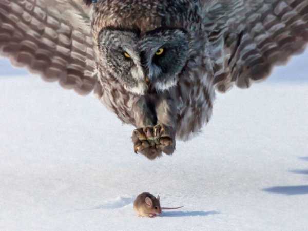 Superbowl