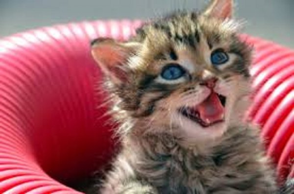 Котёнок