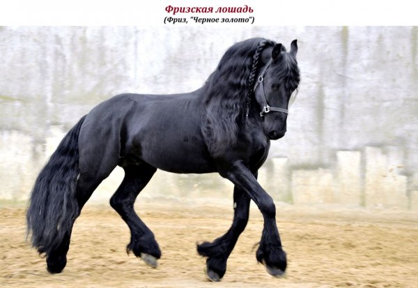 Фризская лошадь