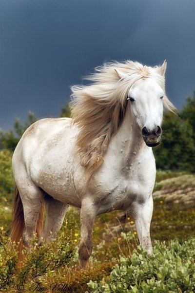 Белая лошадь