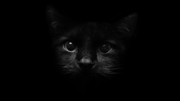 Котэ обои ПК