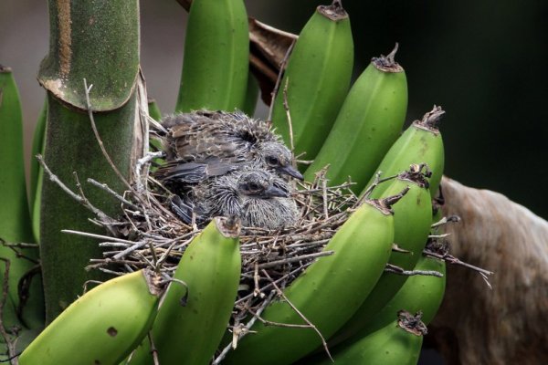 Птенцы плачущей горлицы