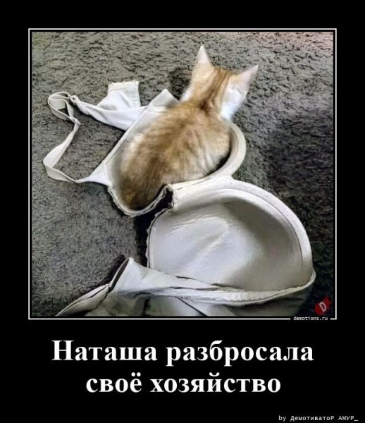 И коту пригодился