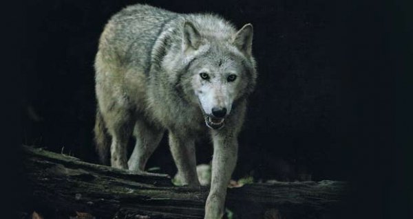wolf-ireland