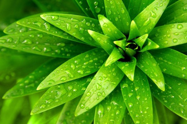 Macro 3