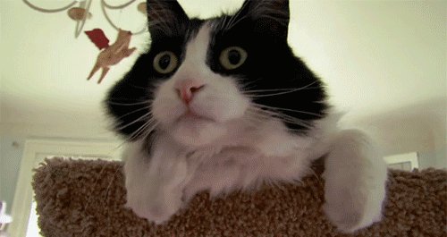 Классный кот!