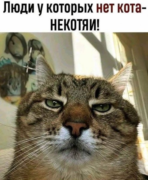 Без кота