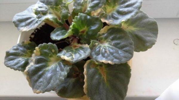 8 ПРИЧИН ПОЖЕЛТЕНИЯ ЛИСТЬЕВ У ФИАЛОК