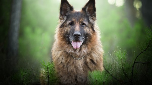 nemetskaia-ovcharka-sobaka-morda-vzgliad-vetki-boke-portret