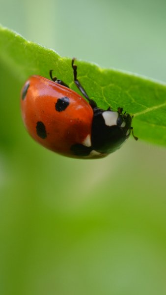 wallpaper 1440x2560 3 4