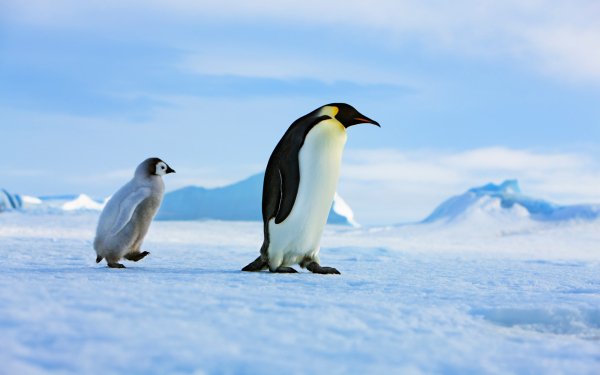 Penguin Papas