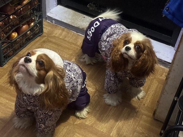 P6DDDOKNHGTRDXZSEFHNPR