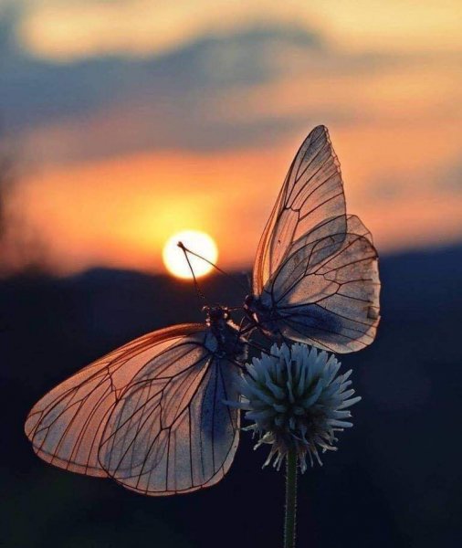 file_91136721