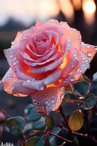 file_96889579