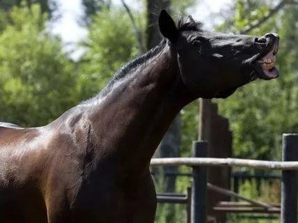 Ржание лошади