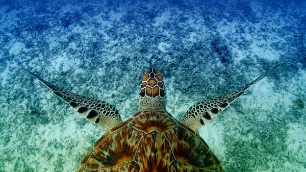 HawksbillTurtle ROW6932141533 UHD