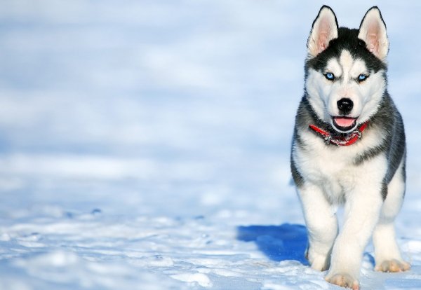 Cachorro-de-Husky