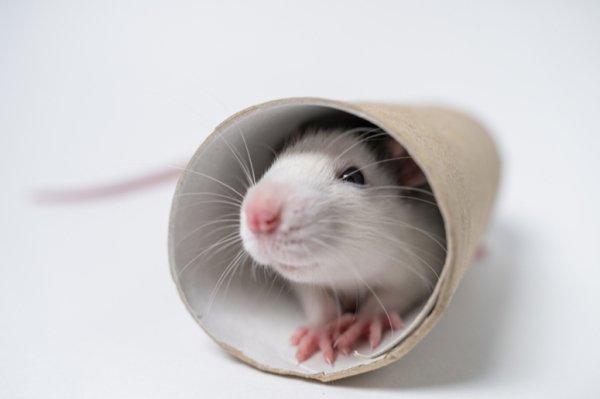 shutterstock 1327848080